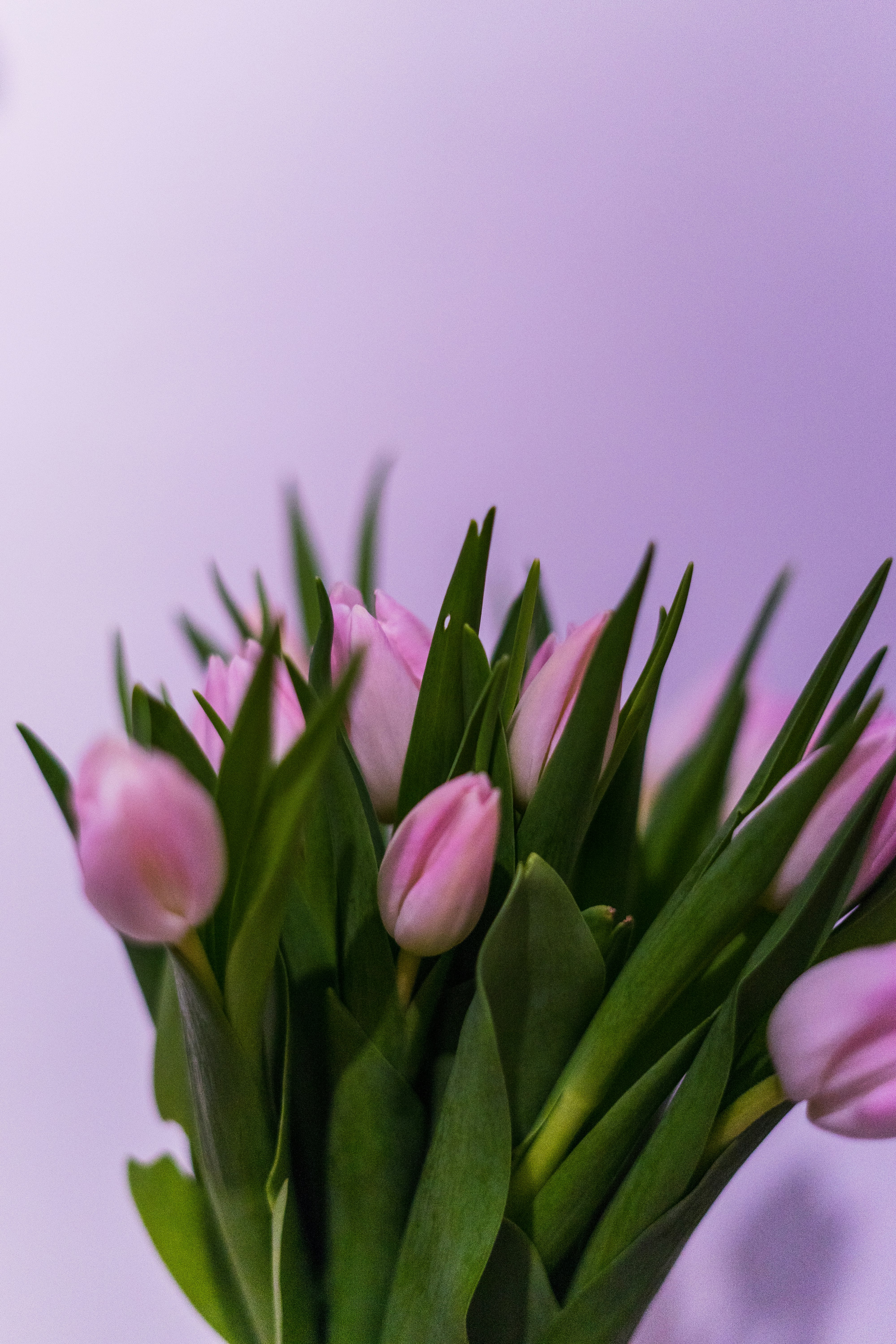 pink tulips in bloom close up photo